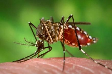 蚊子喜欢叮咬什么人-蚊子喜欢叮咬什么血型的