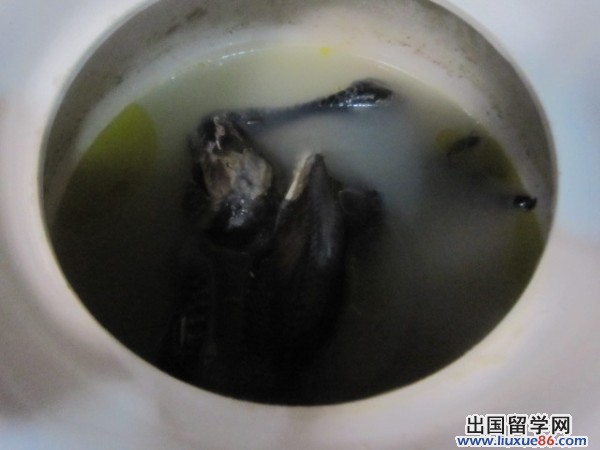 高考生营养食谱:参茸乌鸡汤