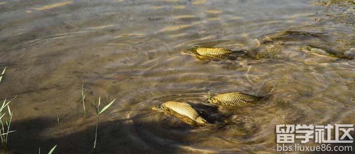 2017年国家公务员行测常识:铁背鱼
