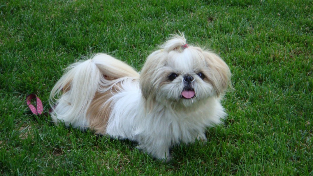 Image result for Shih Tzu 狗 和孩子一起玩