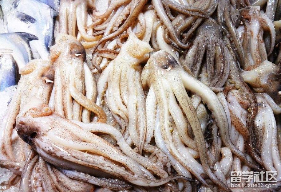 鱿鱼.png 鱿鱼.png