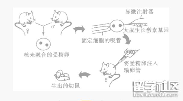 转基因.png 转基因.png