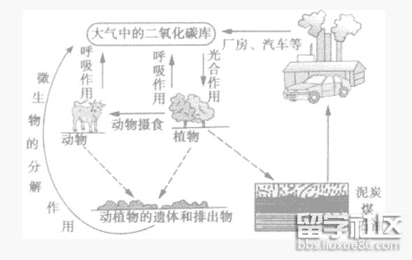动物2.png 动物2.png