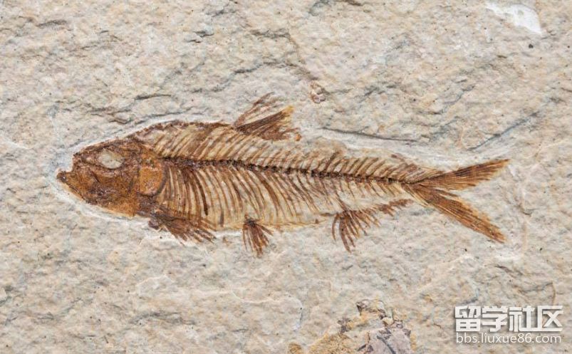 化石.png